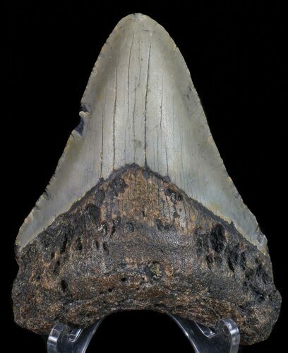 Megalodon Tooth - North Carolina #67137